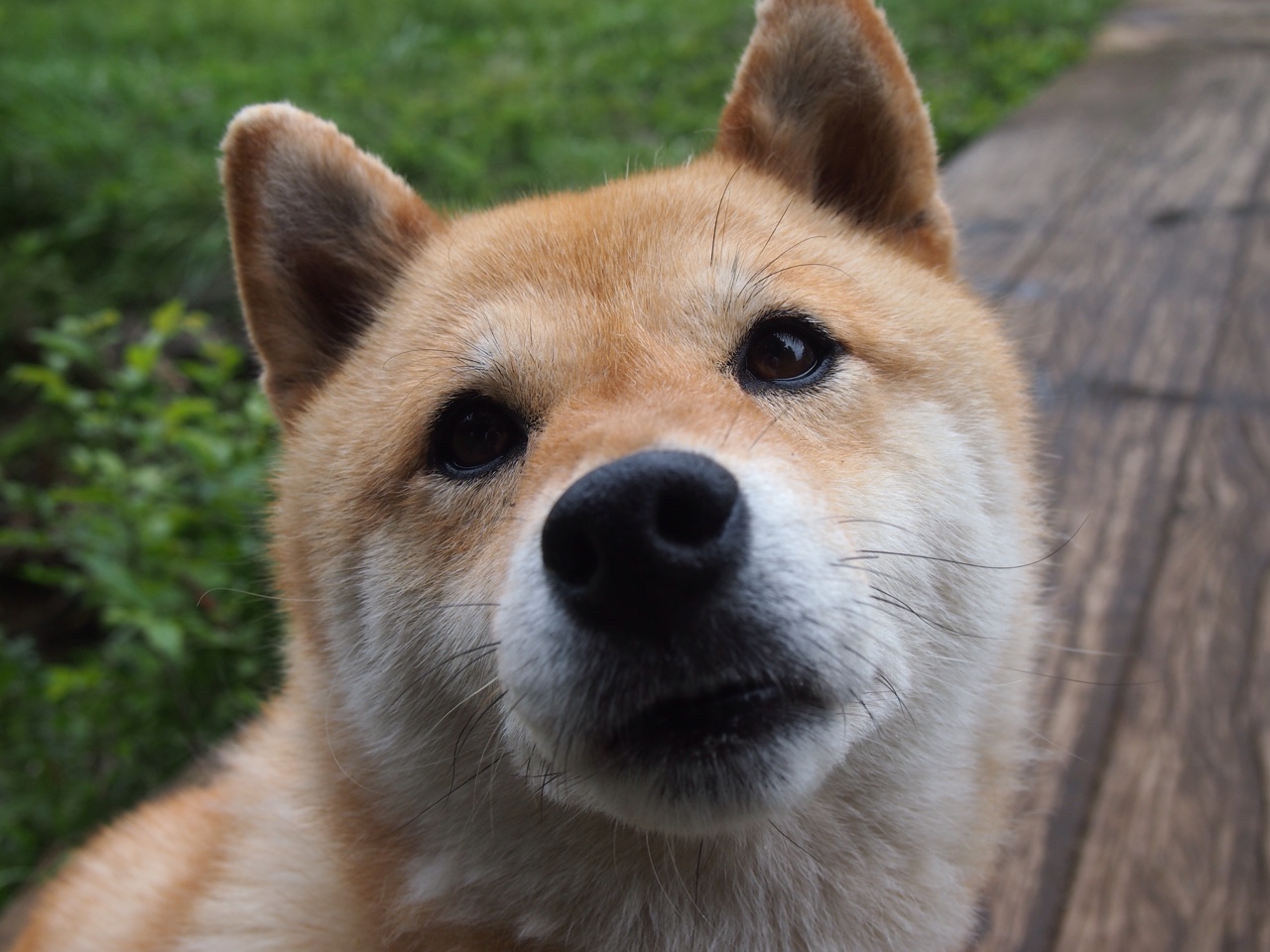 九游APP-格列兹曼马赛爆发，法国队鏖战力克玻利维亚