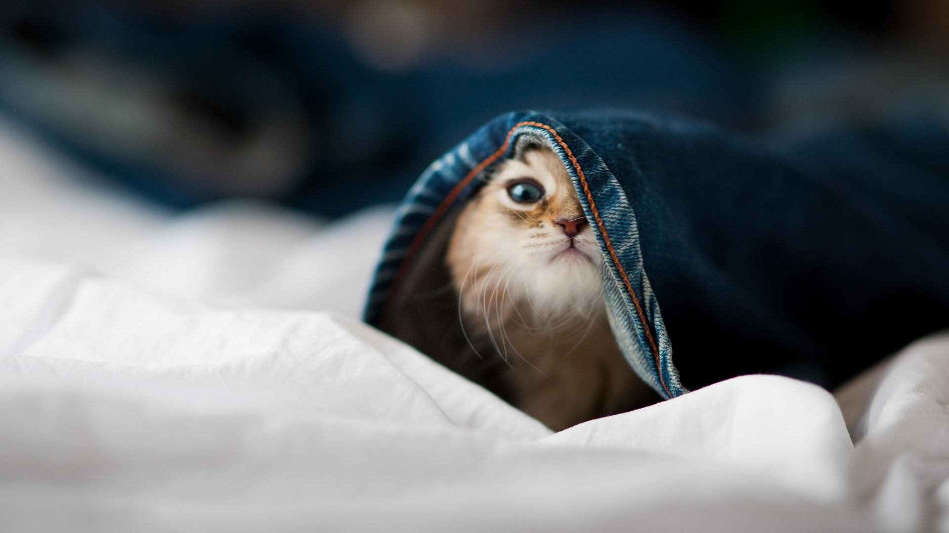 九游娱乐网站-绿茵场上的地缘博弈,当李刚仁在焦点战中证明自己