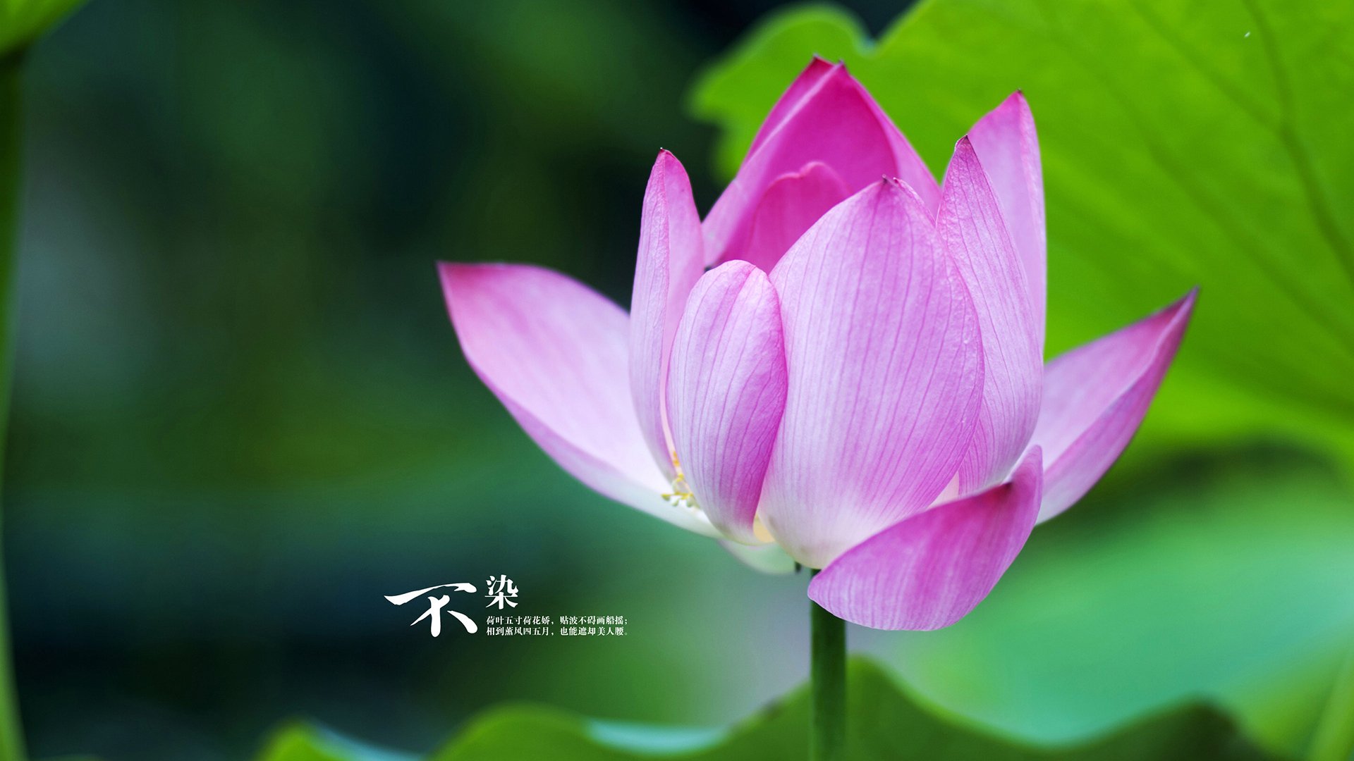 九游娱乐官方-制胜弧线，黄喜灿一球定音，亚洲德比见证实力加冕