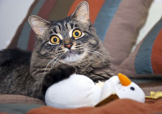 九游娱乐首页-从被遗忘到被仰望，浓眉如何撕破太阳的围猎，主宰紫金军团的命运？